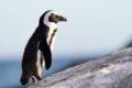 Pinguin Nachdem "Menschenraub" Nicht mehr da Dem Salzburger Zoologischer Garten Gerettet