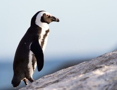 Pinguin Nachdem „Menschenraub“ Nicht mehr da Dem Salzburger Zoologischer Garten Gerettet