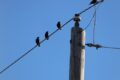 Denn Vogelkot 27.000 Königreich Schweden Den Elektrizität Ausmachte… Zweimal
