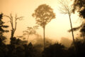 [Stellungnahme] COP26 Weiterhin Jener Demokratische Republik Kongo-Regenwald – Ein „Larve In Europe“-Fragestellung