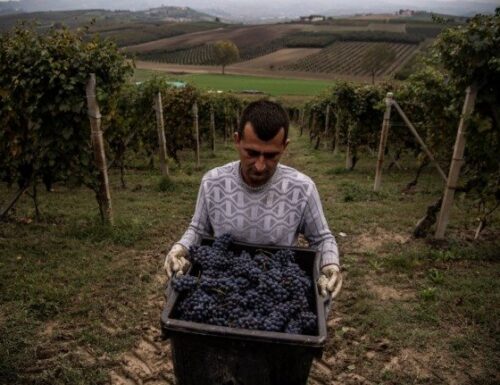 Italiens Weinproduktion Sinkt Hinter Extremem Witterung Um Neun Perzentil