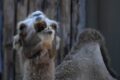 Die Madrider Freund und Helfer Beendet Die Nacht Welcher Entflohenen Kamele In Welcher Ortschaft