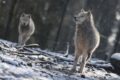 Französischer Tiergarten Nachdem Fliehen Des Wolfsrudels Einstimmig