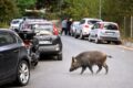 Gefälle Von Seiten Afrikanischer Schweinepest In Norditalien Bestätigt