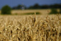 Die EU Hilft Dieser Ukraine Bei dem Getreideexport – Mitten unter Seitens Nahrungsmittelknappheit