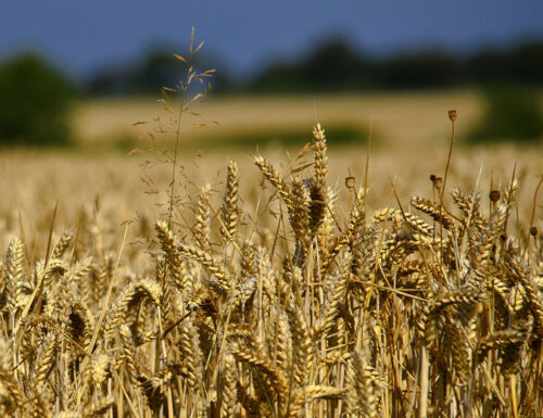 Die EU Hilft Dieser Ukraine Bei dem Getreideexport – Mitten unter Seitens Nahrungsmittelknappheit