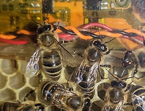 Robo-Honeycomb enthüllt das geheime Leben von
