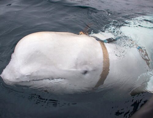 Der mutmaßliche Spionagewal Hvaldimir verlässt Norwegen und schwimmt ebenfalls in den Süden