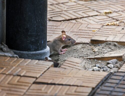 Wieder einmal viel mehr Rattenschlachten in Berlin