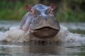 „Kokain-Flusspferde“ überschwemmen die Gewässer Kolumbiens