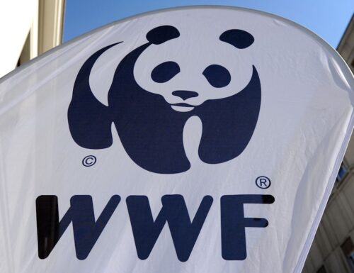„Sicherheitsbedrohung“: Russland verbietet Umweltorganisation WWF