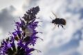 Bienenfreundliche Pflanzen können Bienen töten