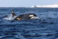 Mysteriöse Orca-Angriffe erschrecken Seeleute